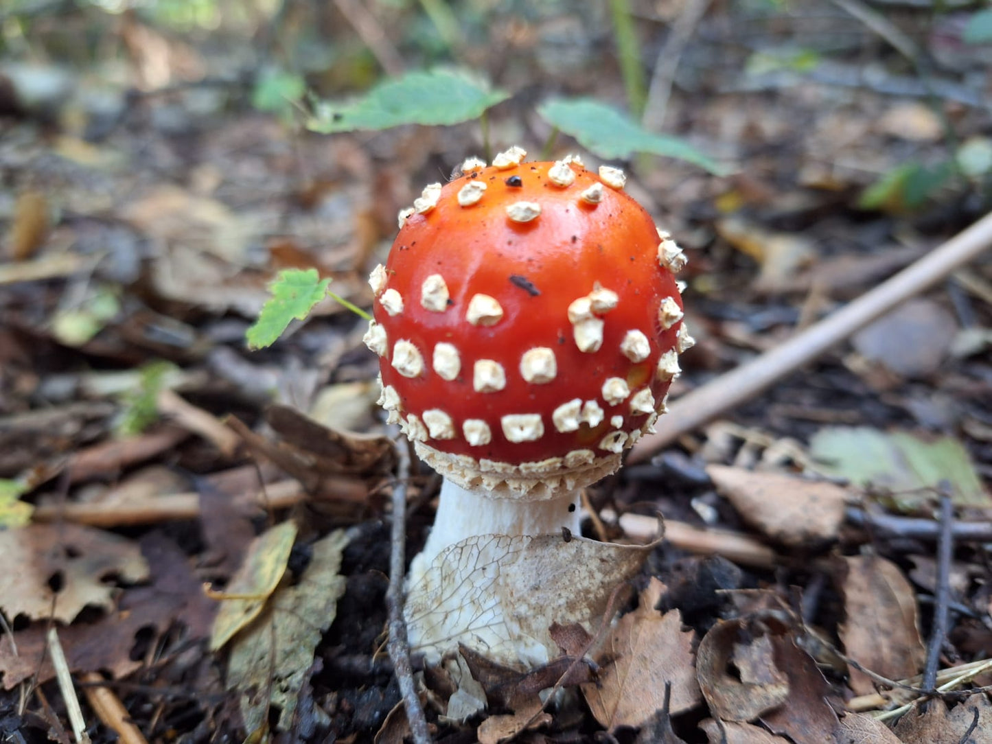 Fungi Foraging with Andy Knott Sat 22nd Nov 2025