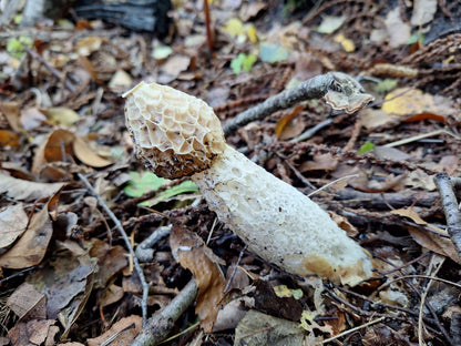 Fungi Foraging with Andy Knott Sat 22nd Nov 2025