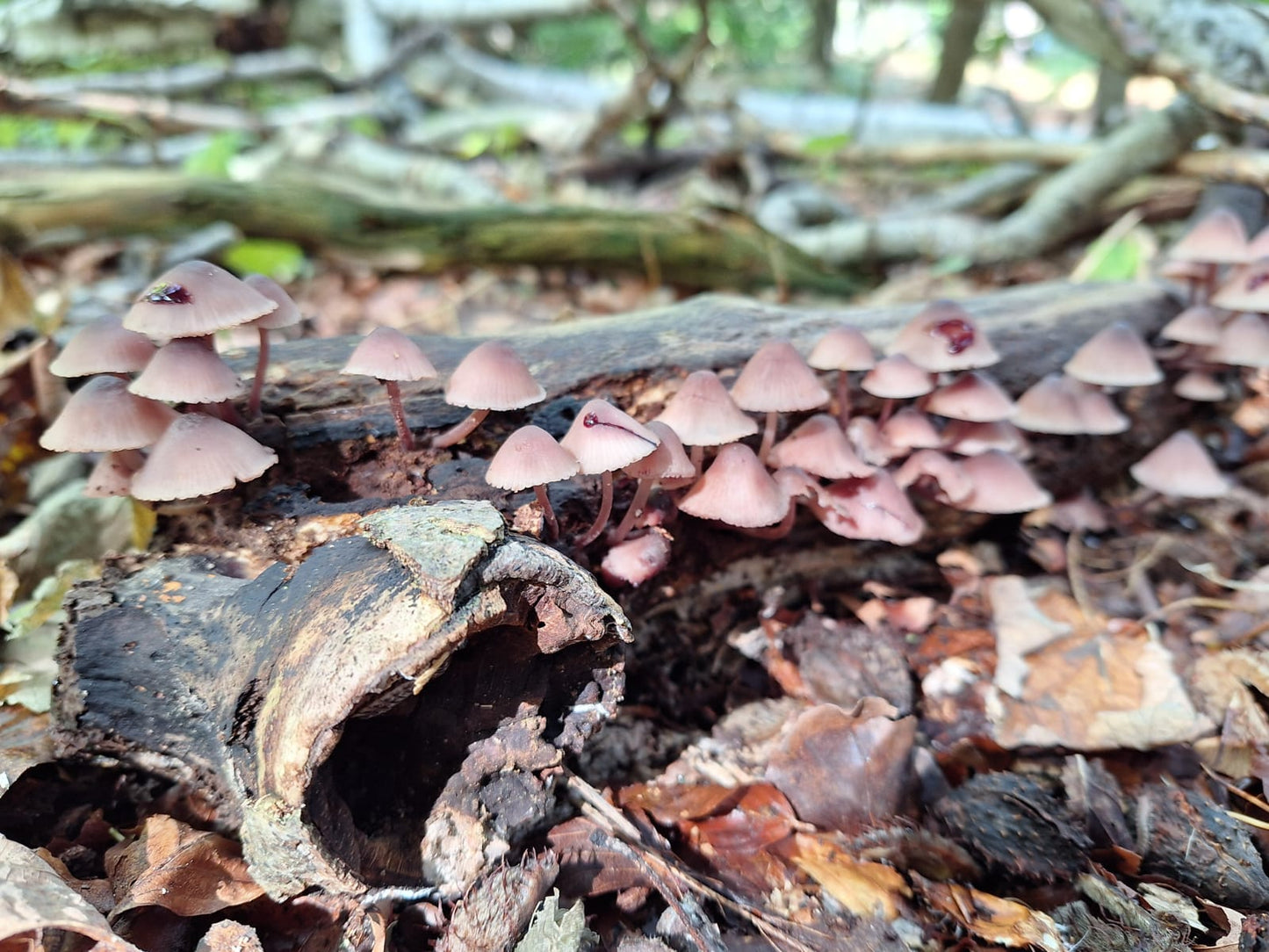 Fungi Foraging with Andy Knott Sat 22nd Nov 2025