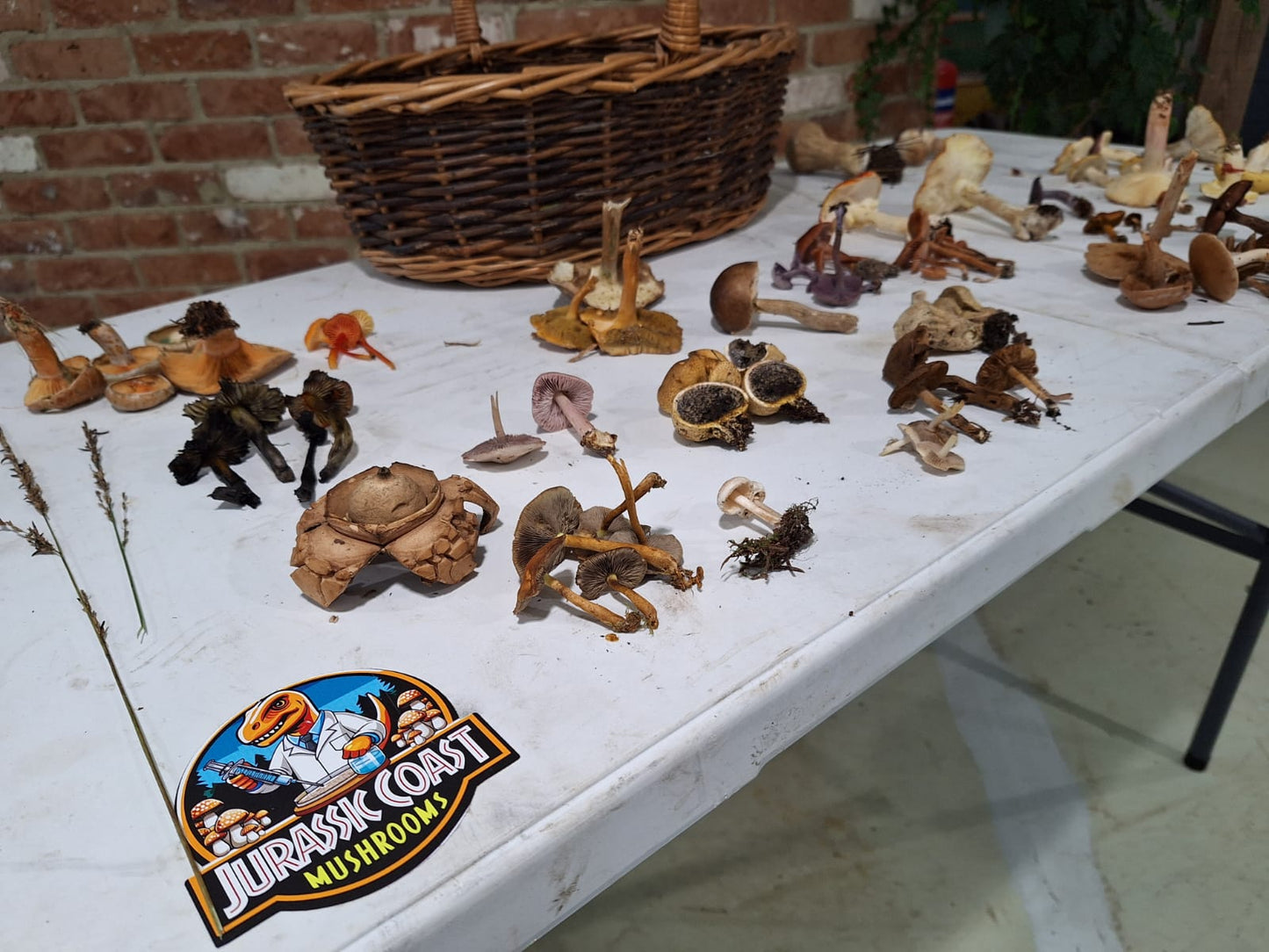 Fungi Foraging with Andy Knott Sat 22nd Nov 2025