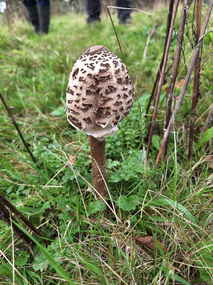 Fungi Foraging with Andy Knott Sat 22nd Nov 2025