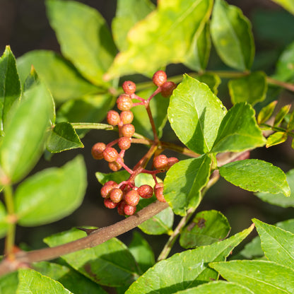 Zanthoxylum piperitum (Szechuan Pepper)