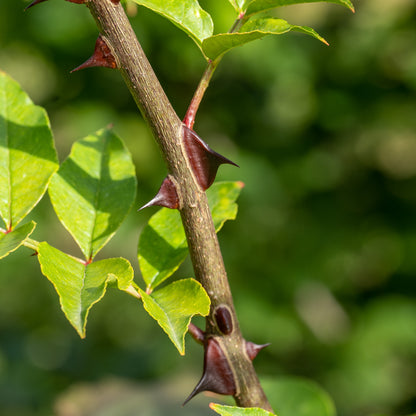 Zanthoxylum piperitum (Szechuan Pepper)