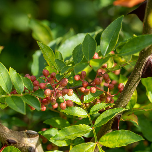 Zanthoxylum piperitum (Szechuan Pepper)