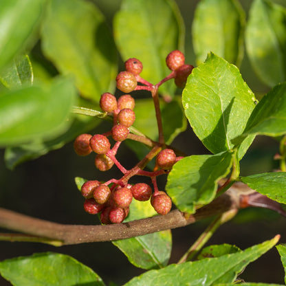 Zanthoxylum simulans (Sichuan Pepper)