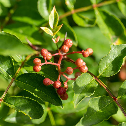 Zanthoxylum simulans (Sichuan Pepper)