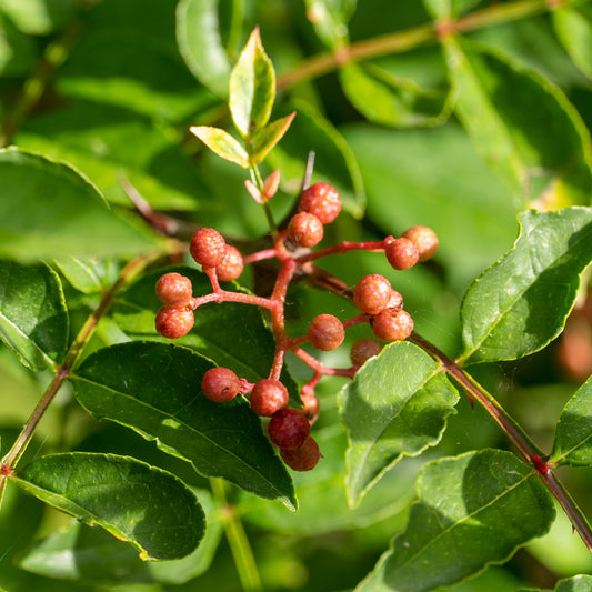 Zanthoxylum simulans (Sichuan Pepper)