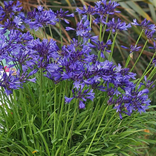 Agapanthus Midnight