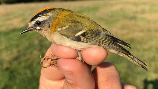 Autumn Migrants Bird Ringing Demo Fri 10th Oct 2025