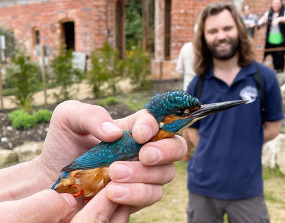 Autumn Migrants Bird Ringing Demo Fri 10th Oct 2025