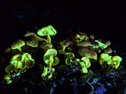 UV Fungi Night Walk 30th Oct 2026