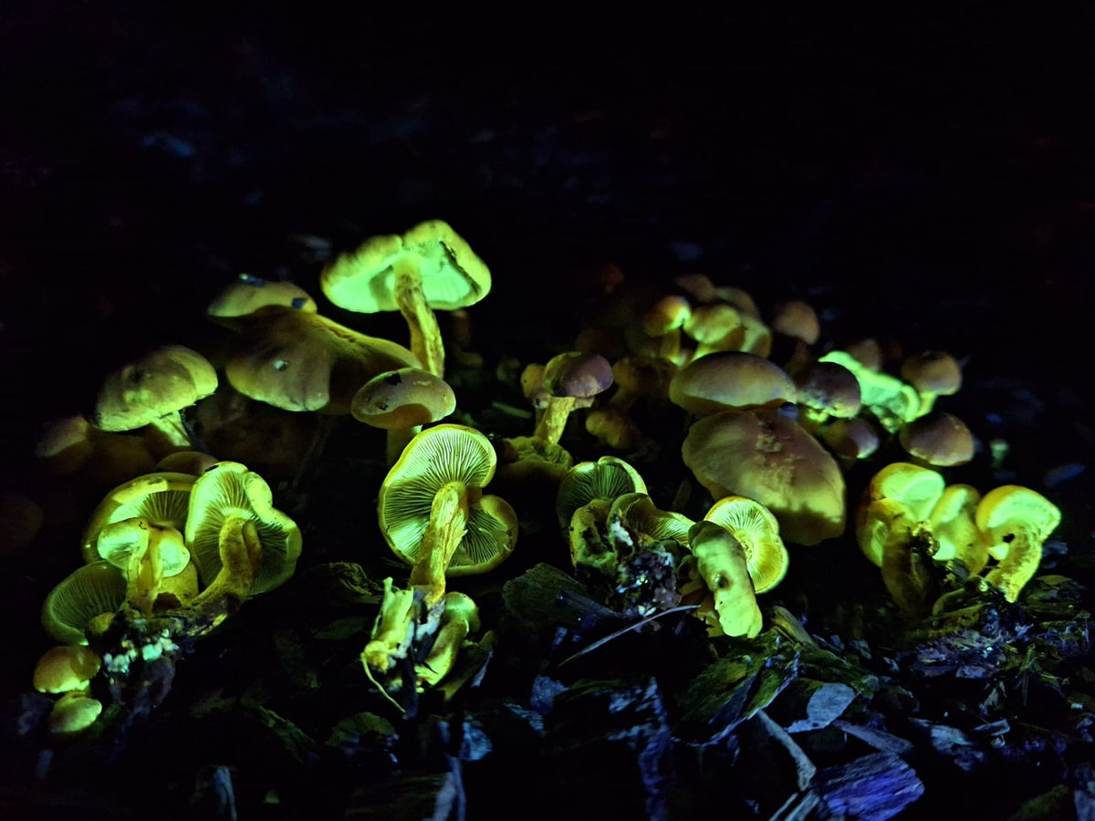 Secret Fungi Festival Pre-Bookable Workshops and Forays