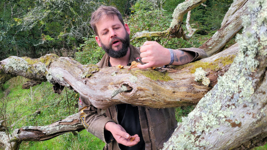 UV Fungi Night Walk Halloween Special 31st Oct 2026