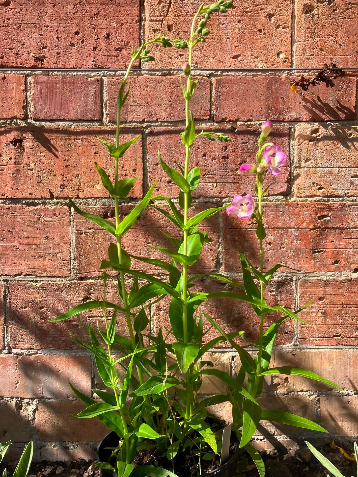 Penstemon 'Laura'