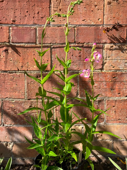 Penstemon 'Laura'