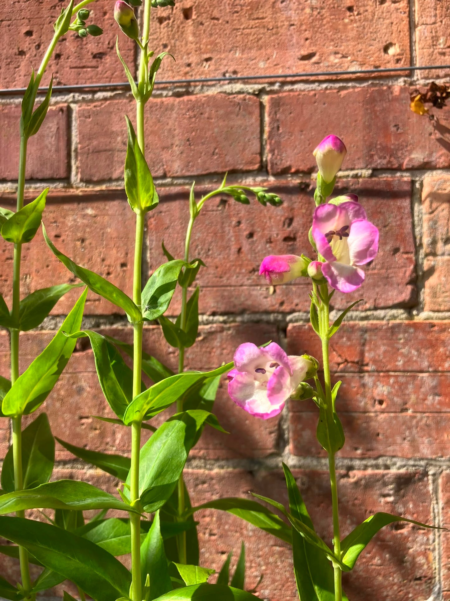 Penstemon 'Laura'