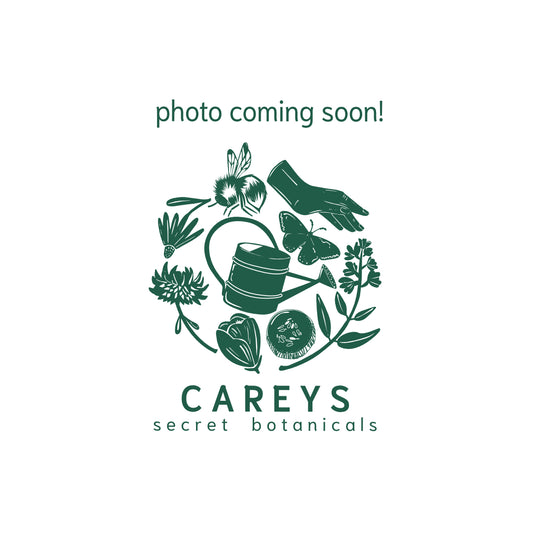 Ribes divaricatum (Worcesterberry)