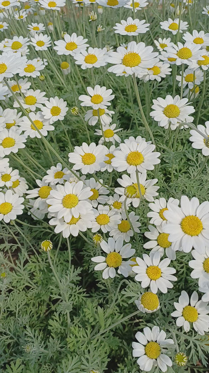 Anthemis punctata ssp. cupaniana - AGM