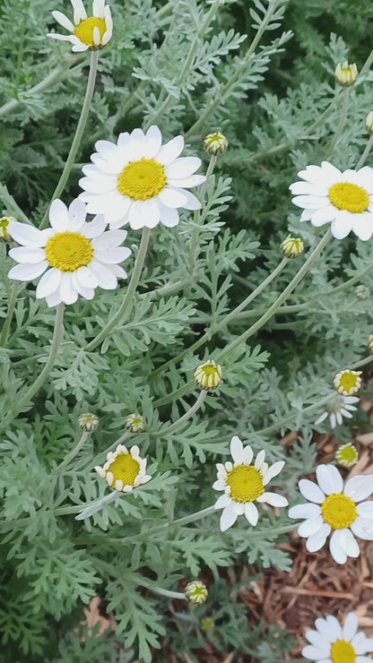Anthemis punctata ssp. cupaniana - AGM