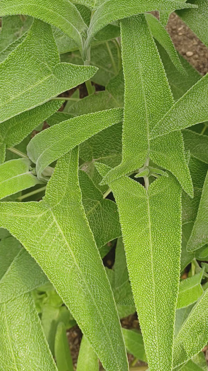 Salvia sagitatta