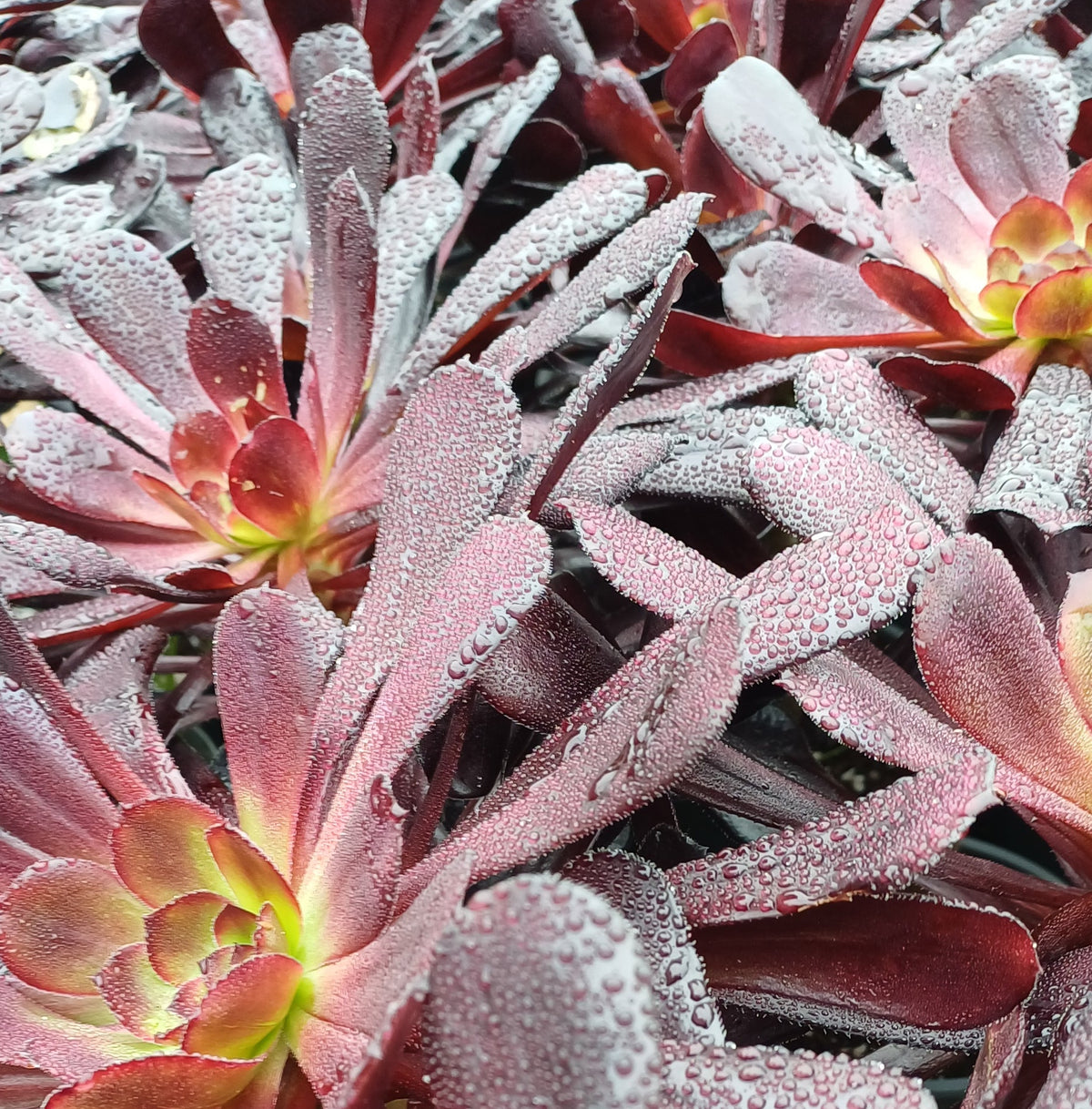 Aeonium Arboreum Schwarzkopf