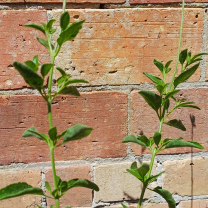 Salvia 'Belle de Loire'