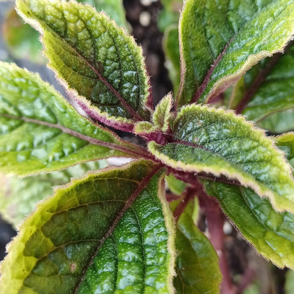 Plectranthus ciliatus