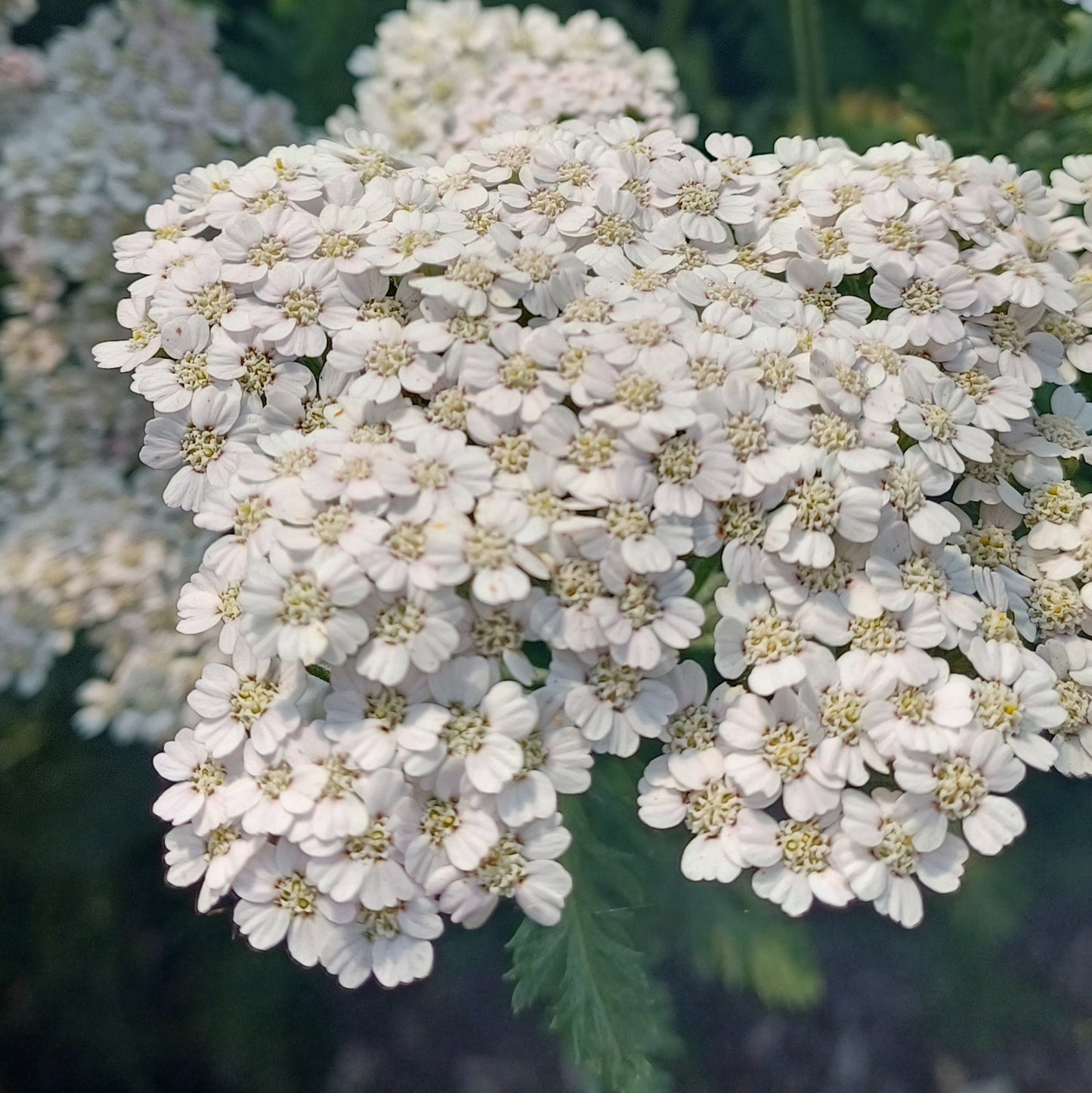 Achillea millefolium 'Wild Form'