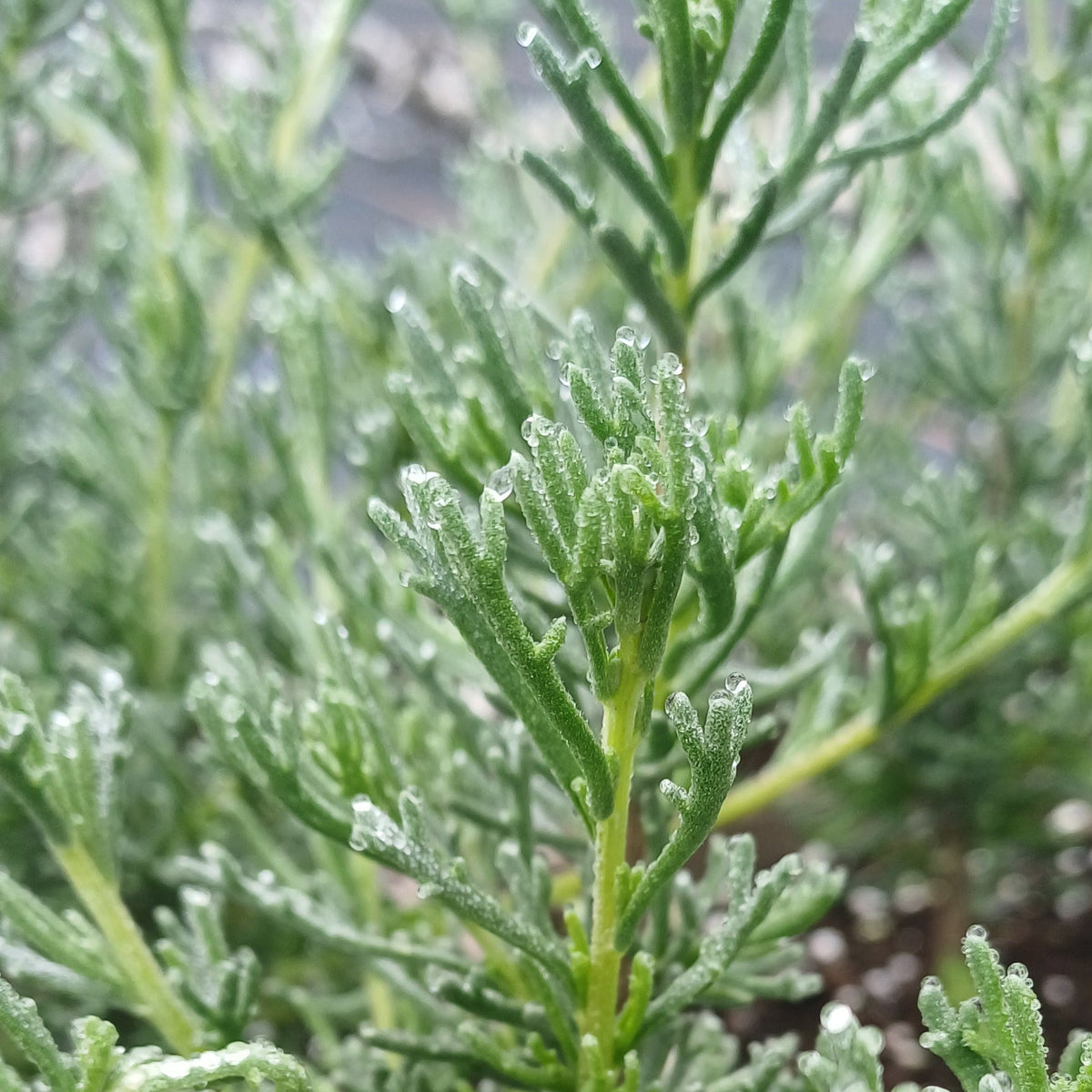 African Wild Rosemary 'Eriocephalus africanus'
