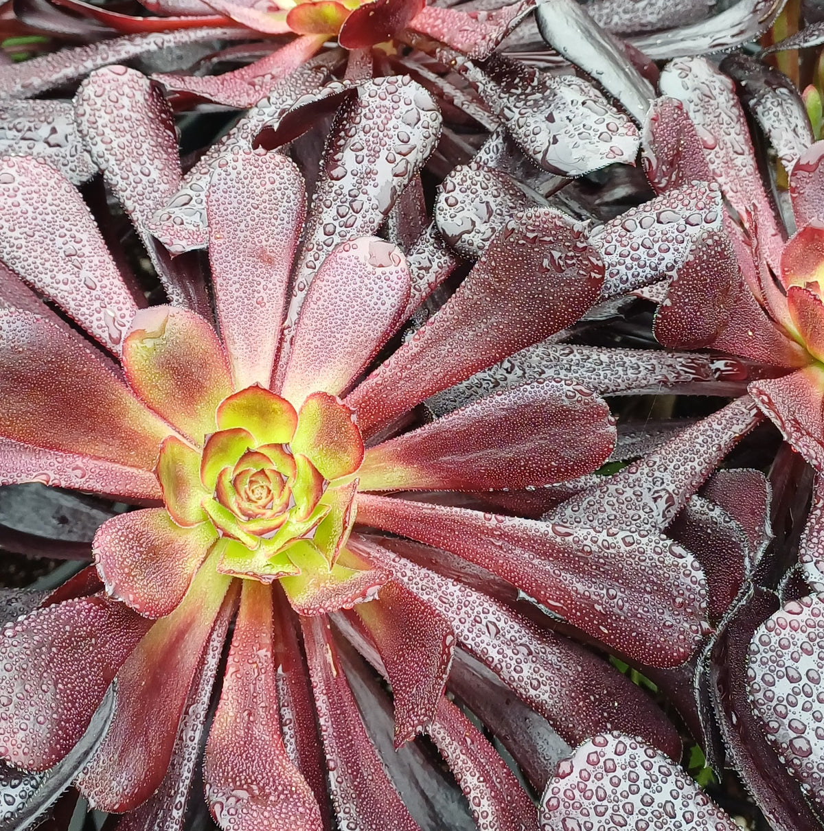 Aeonium Arboreum Schwarzkopf