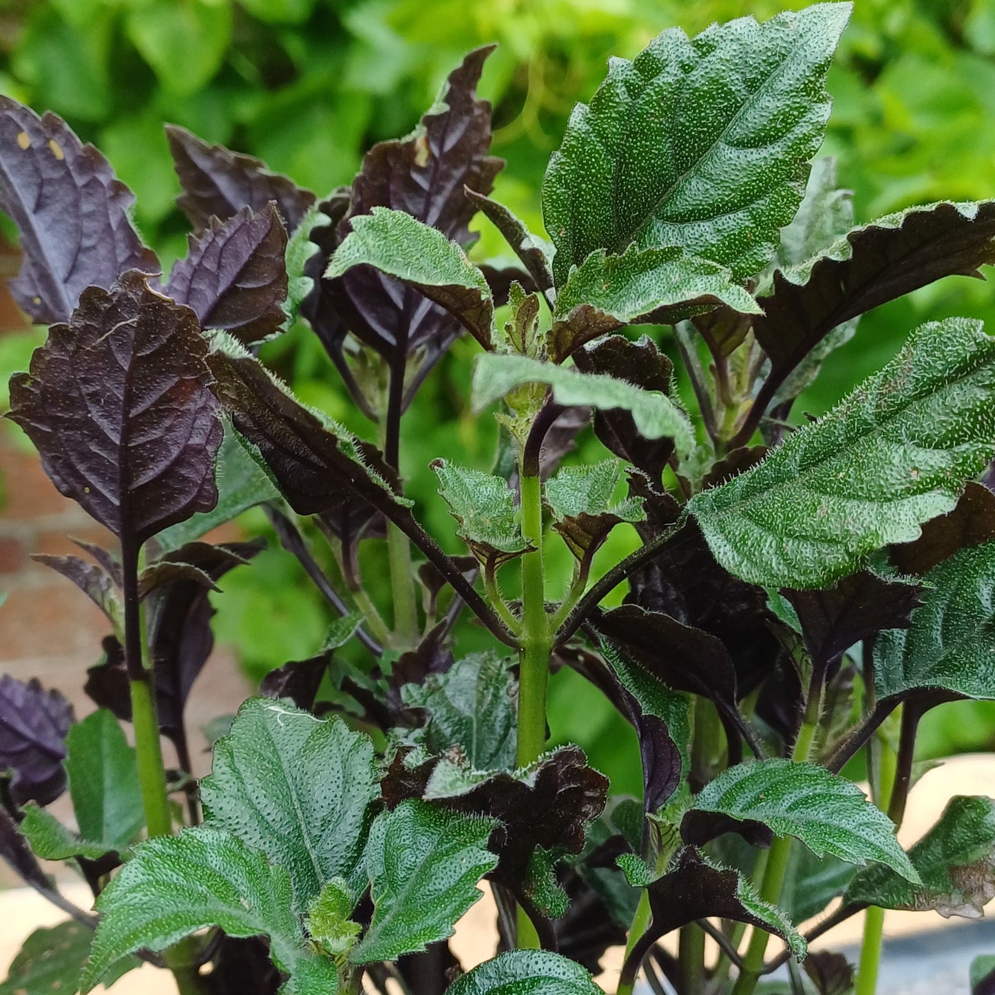 Plectranthus mona lavender