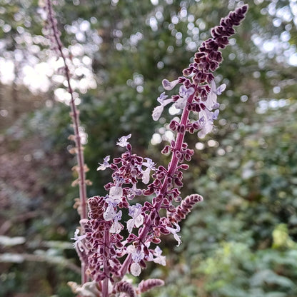 Plectranthus argentatus