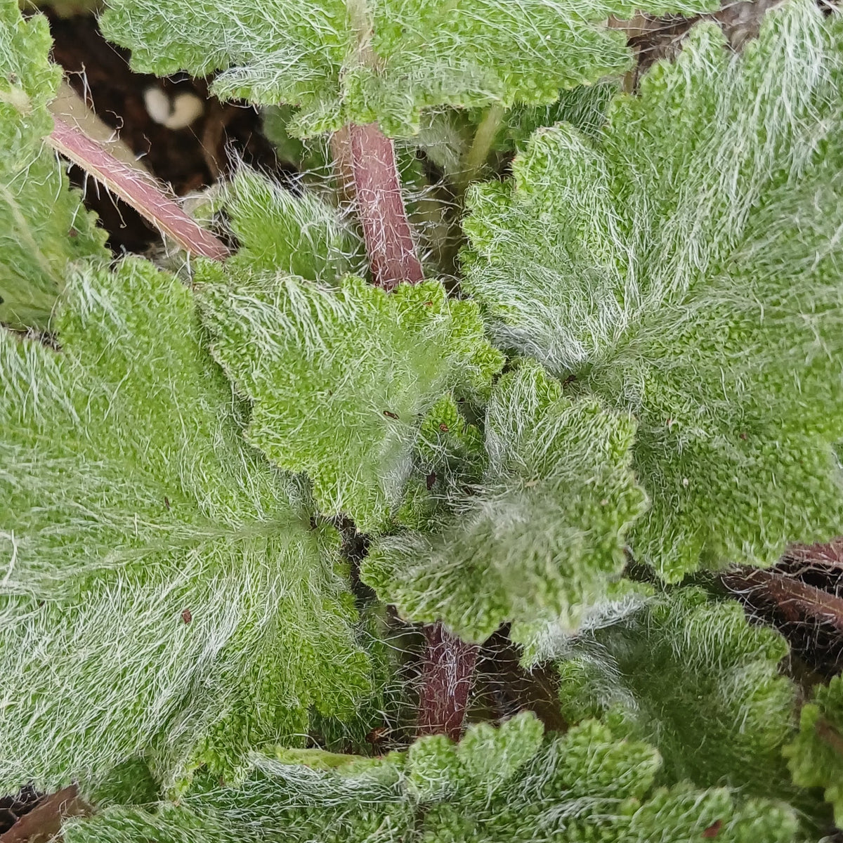 Salvia Agentea