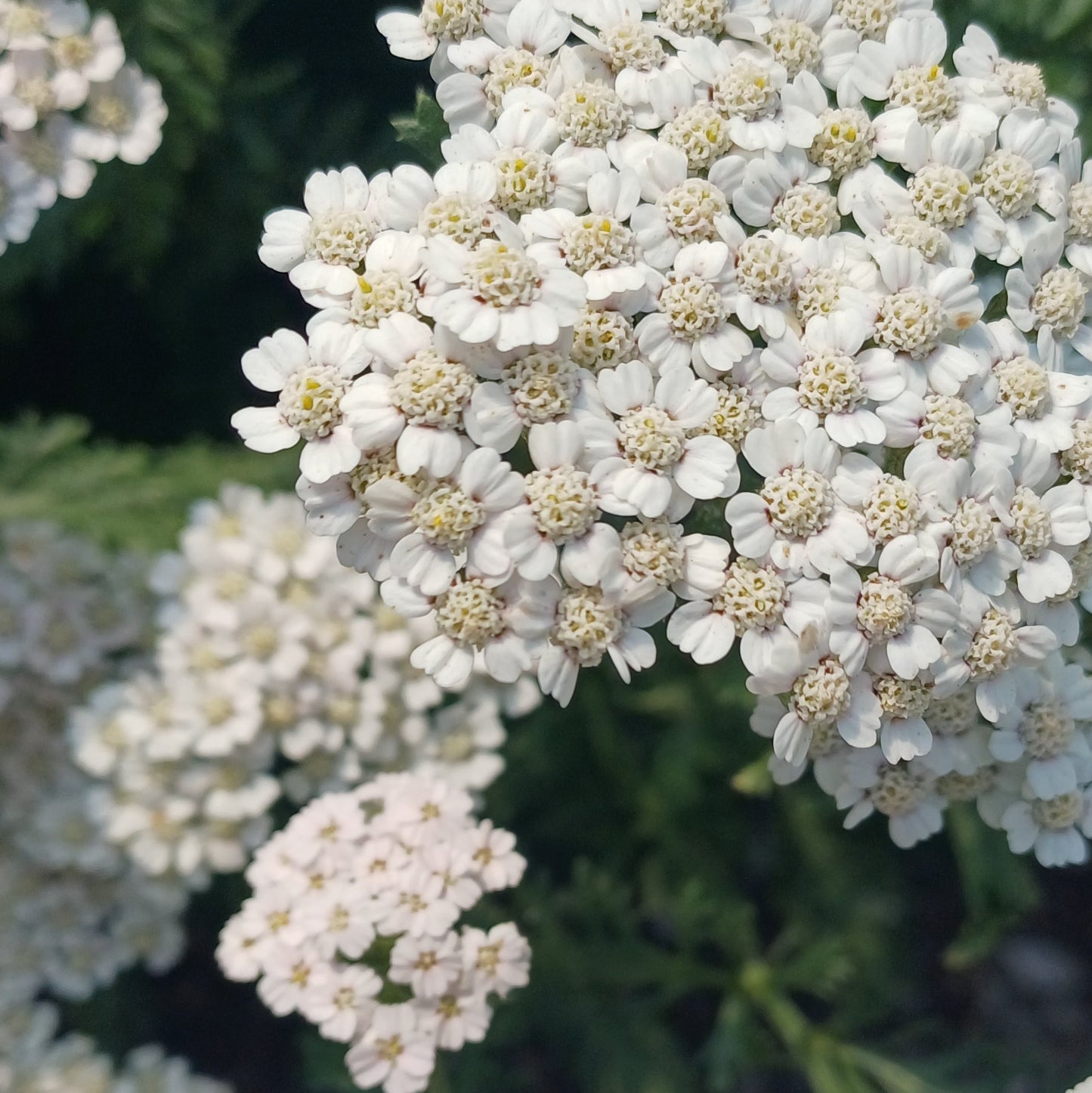 Achillea millefolium 'Wild Form'