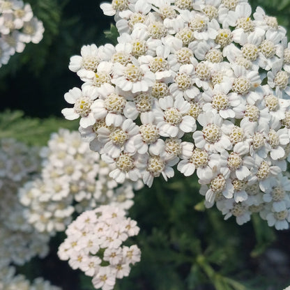 Achillea millefolium 'Wild Form'