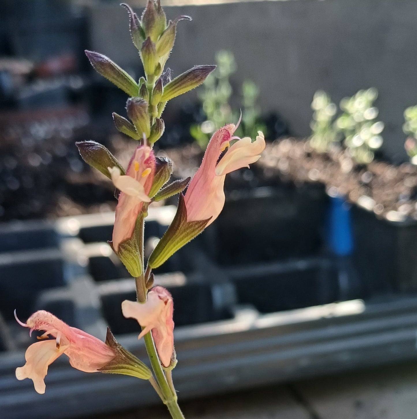 Salvia 'Strawberries and Cream'