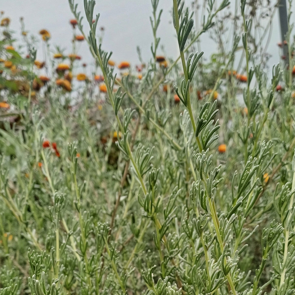 African Wild Rosemary 'Eriocephalus africanus'