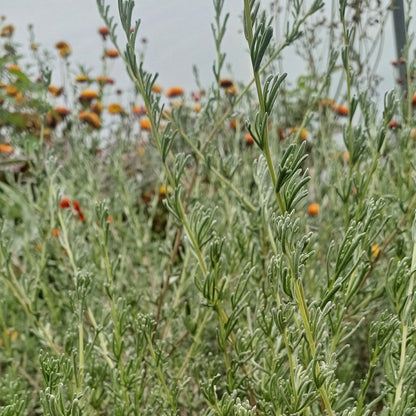 African Wild Rosemary 'Eriocephalus africanus'