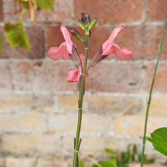Salvia x Jamensis 'Pluenn'