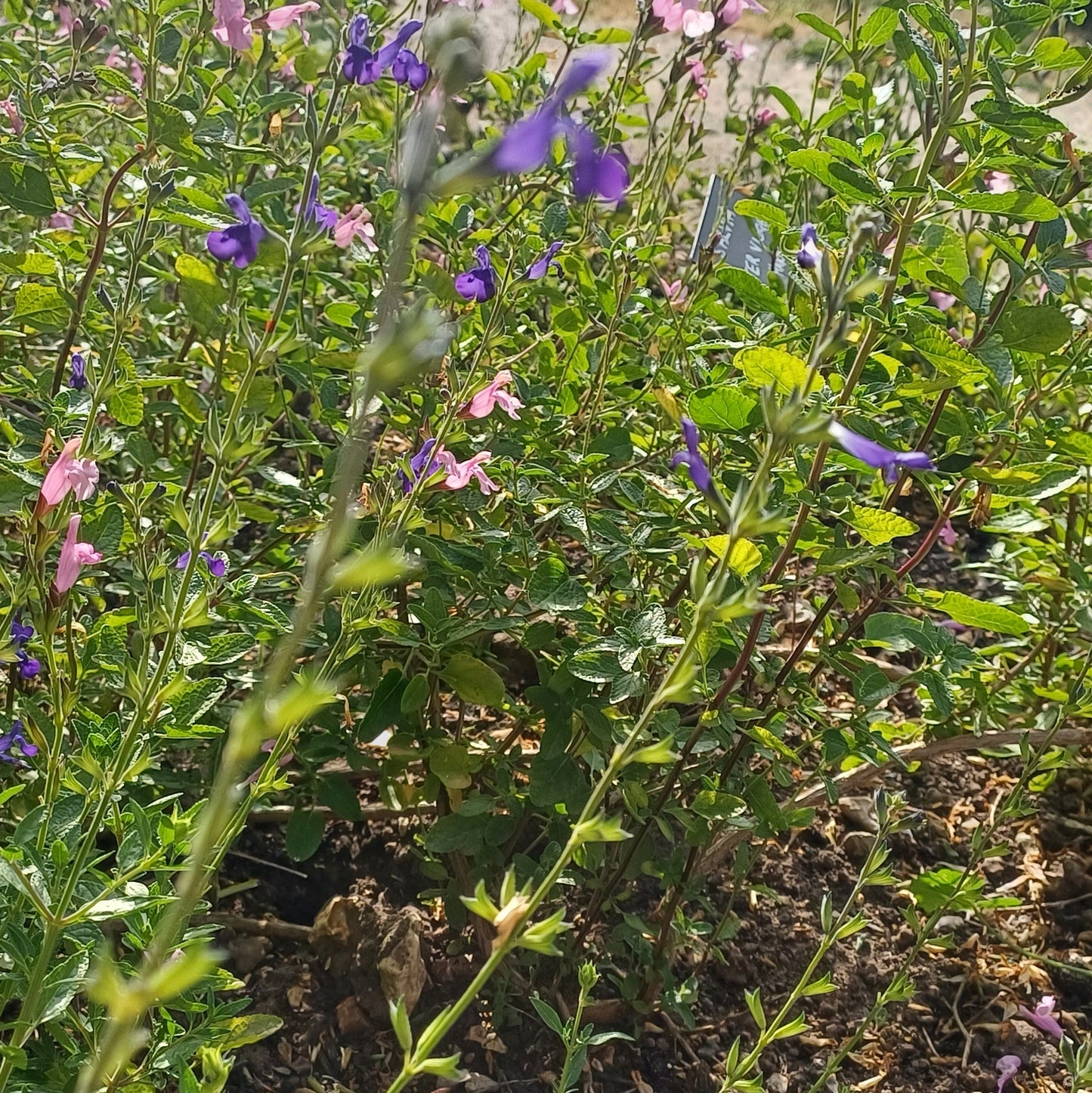 Salvia 'Blue Monrovia'