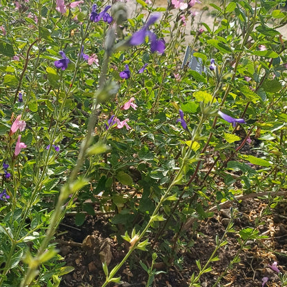 Salvia 'Blue Monrovia'