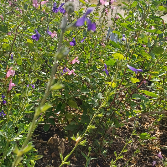 Salvia 'Blue Monrovia'