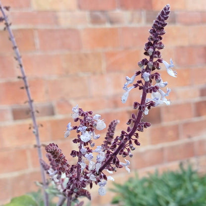 Plectranthus argentatus