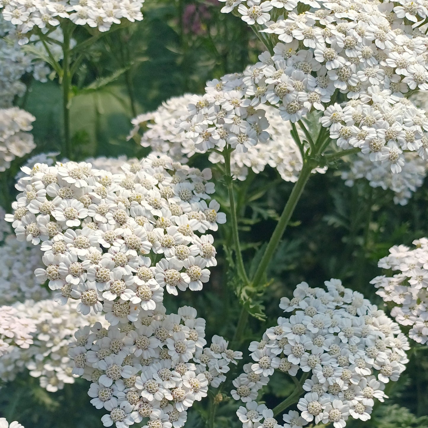 Achillea millefolium 'Wild Form'