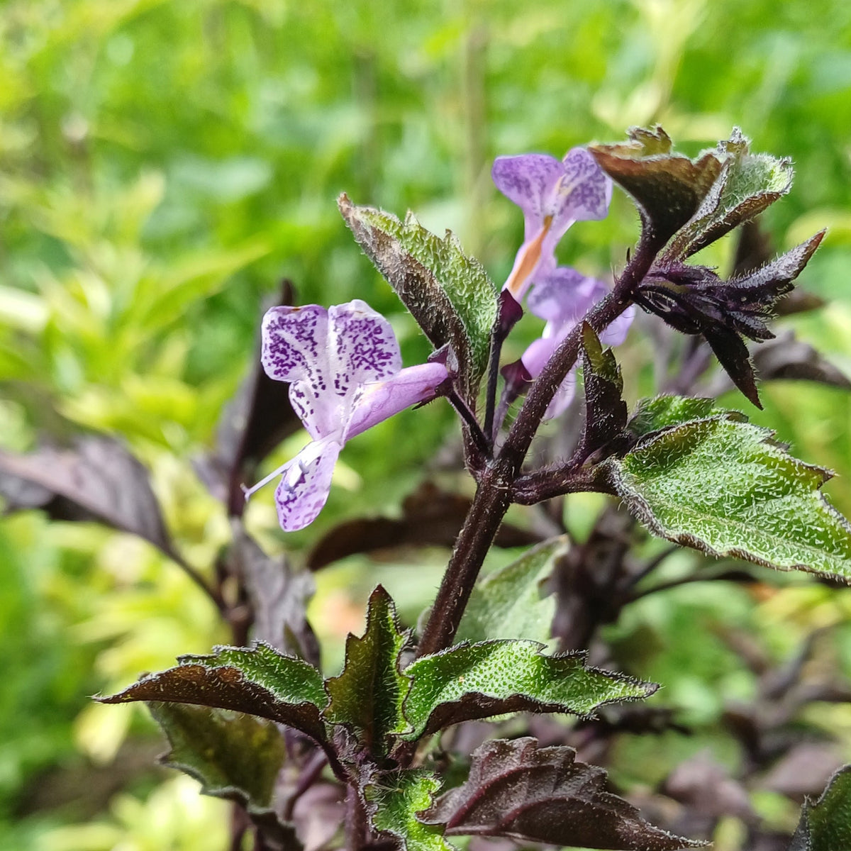 Plectranthus mona lavender