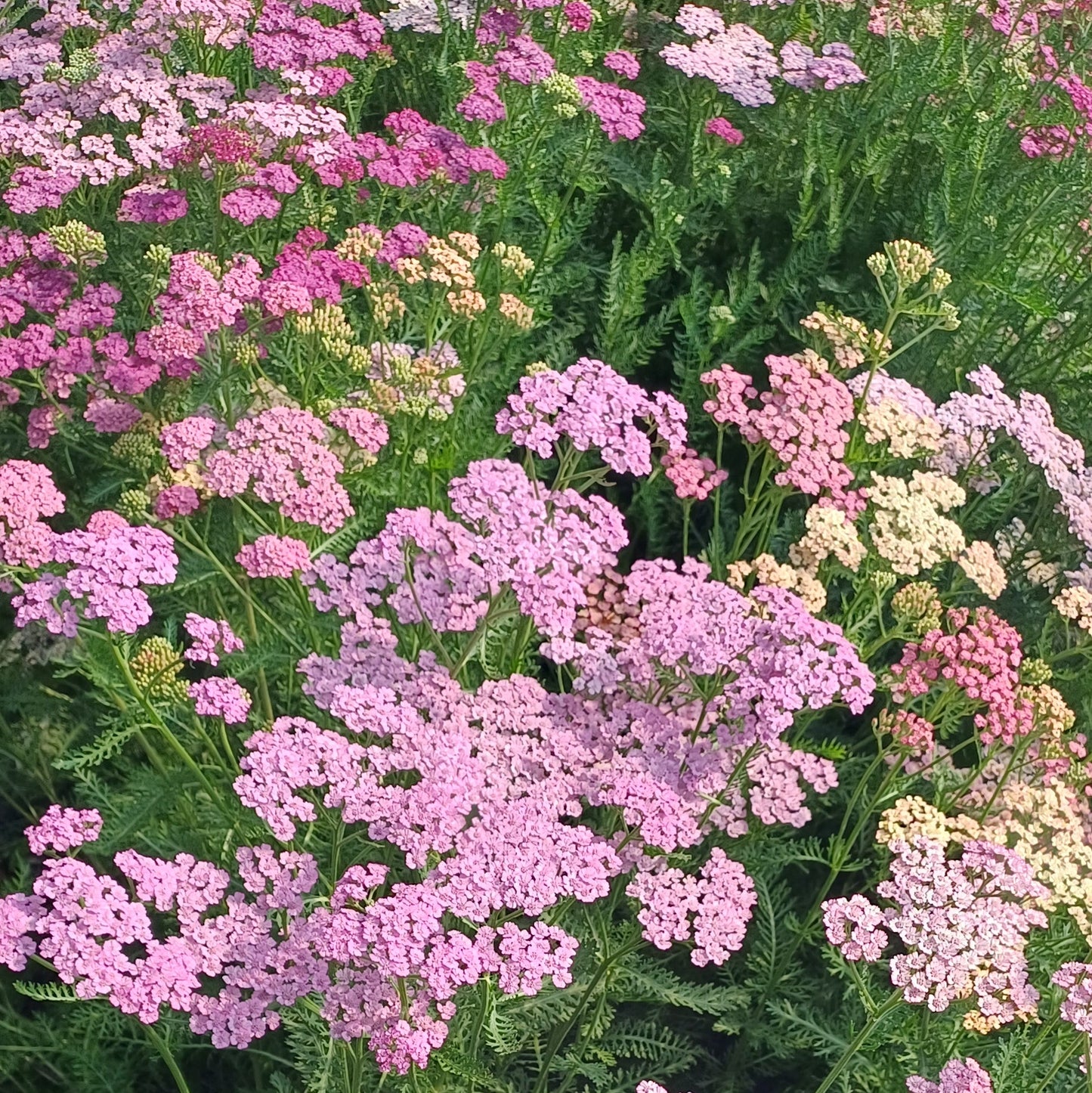 Achillea millefolium 'Flower Burst Fruitbowl'