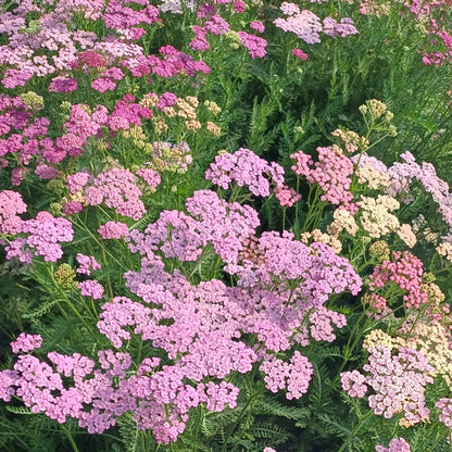 Achillea millefolium 'Flower Burst Fruitbowl'