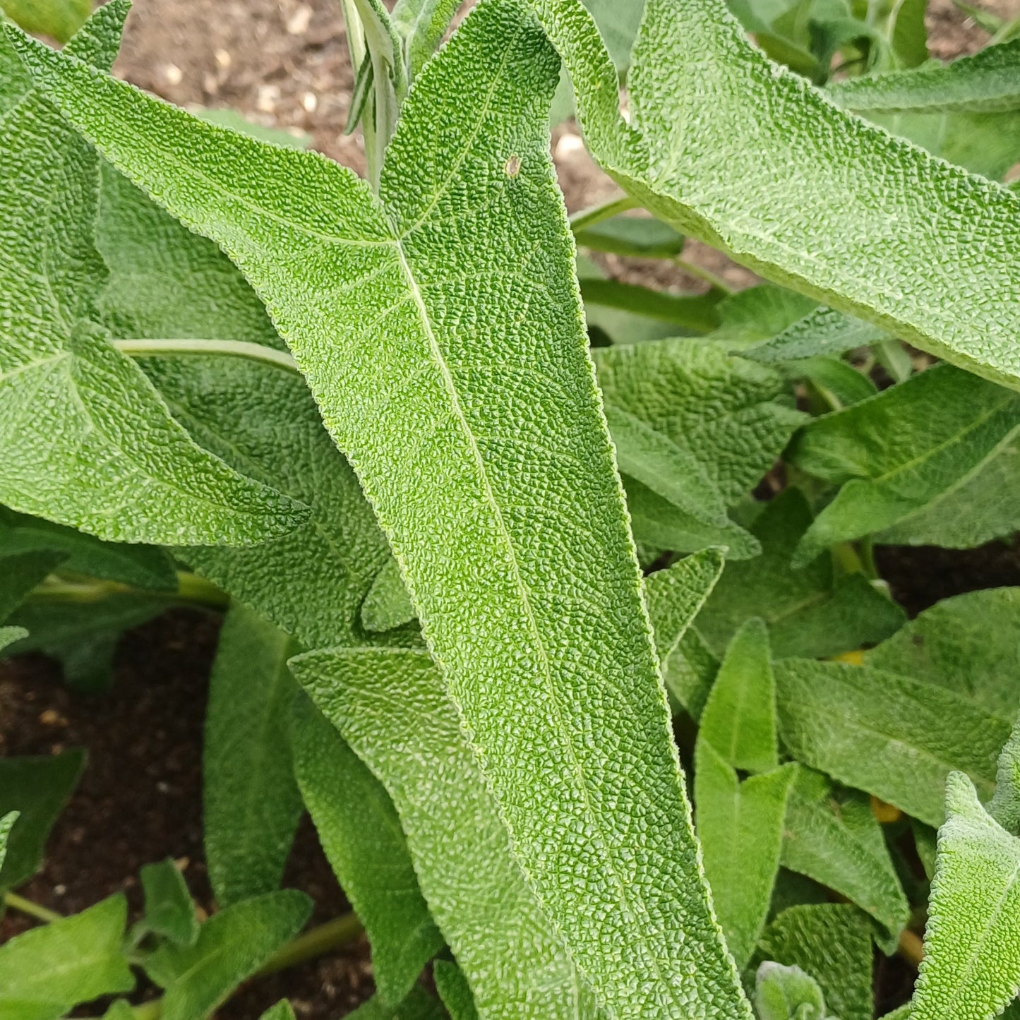 Salvia sagitatta