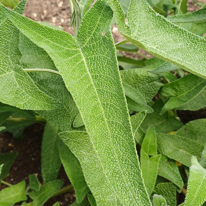 Salvia sagitatta