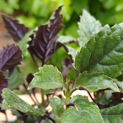 Plectranthus mona lavender